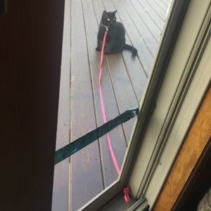 Pink cat leash
